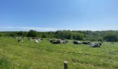 Trail Walking Braine-le-Comte - GRP127 : De Hennuyères à Nivelles - Photo 16