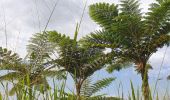 Randonnée Marche Poindimié - Sentier de Koyaboa - Poindimié (Nouvelle Calédonie) - Photo 4