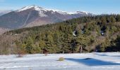 Trail Snowshoes Susville - les Merlins - Photo 3