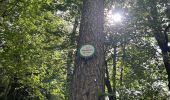 Tour  Lembach - Boucle des 4 châteaux autour du Flekenstein - Photo 4