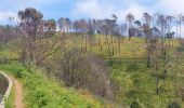 Tour Wandern Prazeres - Paul do Mar - Levada nova - Photo 2