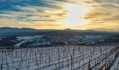 Randonnée A pied Rosheim - Circuit du Vignoble - Photo 6