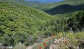 Tocht Stappen La Garde-Freinet - La Mourre, La Garde-Freinet-22-05-24 - Photo 6