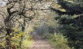 Tour Wandern Le Bessat - Croix de Chaubouret - Crêt de Botte - Col de l'Oeuillon  - Photo 11