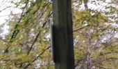 Tour Wandern Trooz - FORÊT VILLAGE  - Photo 13