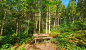 Tocht Stappen Beauraing - Balade dans la forêt de Felenne-Beauraing - Photo 7