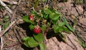 Tour Wandern Aywaille - Balade aux coquelicots digitales et fraises des bois à partir du château de Harzé - Photo 15