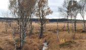 Tour Wandern Weismes - botrange - tour de la fagne wallonne  - Photo 14