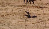 Tour 4x4 Unknown - Parc Etosha Namibia  - Photo 1