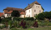 Randonnée A pied Volkach - Panoramaweg Fahr / D - Obst-Wein-Main - Photo 2