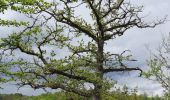 Randonnée Marche Modave - Promenade du rocher de vieux château  - Photo 6