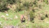 Tour Wandern Py - 20220528 Col de Mantet - Photo 1