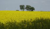 Tour Zu Fuß Oberbarnim - Oberbarnimer Feldsteinroute - Photo 5