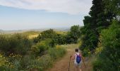 Tour Nordic Walking Le Bosc - Le Bosc Grandmont - Photo 6