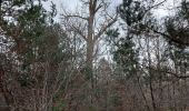 Tocht Stappen Fontainebleau - Circuit des Arbres remarquables 107 - Photo 1