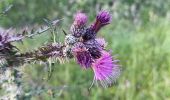 Trail Walking Spa - berinzenne fleurie - Photo 15