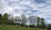 Trail Walking Plateau-des-Petites-Roches - Petites roches 18-05-2021 - Photo 2