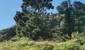 Excursión Senderismo Punaauia - vue panoramique Le Pin vers Mont Mamanu - Photo 1