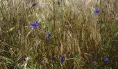 Trail Walking Vianden - annif Geert - Photo 2