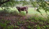 Tocht Stappen Vimoutiers - Vimoutier  - Photo 1