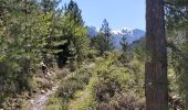 Excursión Senderismo Olmi-Cappella - Sentier découverte de Tartagine - Photo 2
