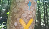 Trail Walking La Sure en Chartreuse - la grande roche - Les échelles de Charminelle - Photo 2