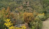 Excursión Bici de montaña Palafrugell - mont cargol - Photo 2