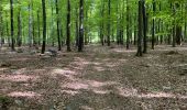 Tocht Stappen Libramont-Chevigny - Bras-Bas Carrière  - Photo 2