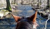 Trail Horseback riding Manhay - oster samré chloro oster - Photo 3