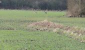 Trail Nordic walking Condé-sur-l'Escaut - la grande boucle de Condé sur Escaut  - Photo 12