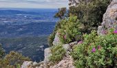 Tour Wandern Lacoste - Massif des Cèdres via Lacoste - Photo 13