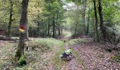 Randonnée Marche Martelange - Dans l’intimité d’une forêt  - Photo 11