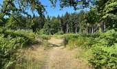 Randonnée Marche Rethondes - en Forêt de Laigue, 04_07_2025_sur les Routes du Grand Octogone, du Plessis-Brion, de Sainte-Croix, du Petit Octogone et de la Belle Assise - Photo 14