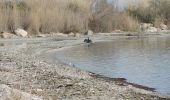 Tocht Stappen Berre-l'Étang - PF-Berre-l'Etang - Saint Chamas - La Petite Camargue - Photo 4