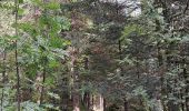 Trail Walking Le Valtin - VOSGES 2023 - Col de la Schlucht - Les Rochers de Hirschteine - Photo 12