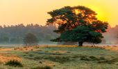 Tour Zu Fuß Haltern am See - Westruper Heide Rundweg A3 - Photo 7