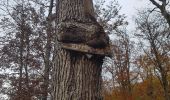 Excursión Senderismo Saint-Maixme-Hauterive - bois de Jaudrais - Photo 2