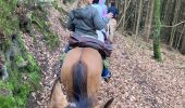 Trail Horseback riding Gresswiller - Cva 18 février 24 Tivio  - Photo 2