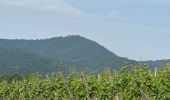 Trail Walking Barr - Domaine Saint Jacques , Obernai  - Photo 2