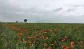 Tour Wandern Belœil - Les amis de la nature d’Ath - Photo 12