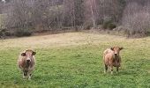 Trail Walking Peyre en Aubrac - 25-12-2022 lac du Moulinet - Photo 7