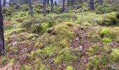 Tocht Noords wandelen Fontainebleau - Départ ma faisanderie  - Photo 4