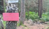 Trail Walking Orbey - Autour du Linge - Photo 20