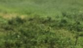 Trail Walking Sainte-Anne - Saragotte  - Photo 11
