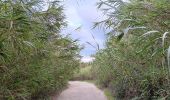 Tocht Stappen Argelès-sur-Mer - réserve du mas Larrieu de part et d autre du Tech - Photo 3