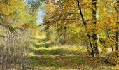 Tour Wandern Compiègne - en forêt de Compiègne_43_le Petit Octogone et vers la Faisanderie - Photo 12