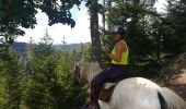 Trail Horseback riding Turquestein-Blancrupt - tipis col de lengin cimetiere militaire main de fer croix simon - Photo 1