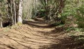 Trail Walking Aydat - Puy de Vichatel - Photo 19