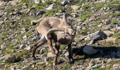 Randonnée Marche Ormont-Dessus - 2024-07-14 Marche Suisse Diablerets Sommet Glacier des Diablerets - Photo 2