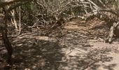 Excursión Marcha nórdica La Trinité - Usine du Galion - les étangs - mangrove  Woz  - Photo 6